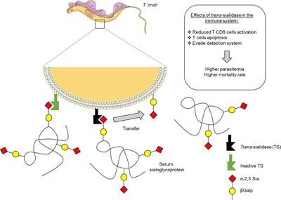 Trypanosoma cruzi trans-Sialidase as a Potential Vaccine Target Against Chagas Disease